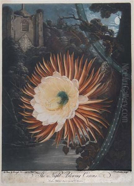 The Night-blowing Cereus - view 1