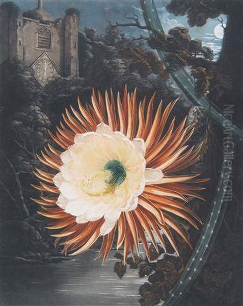 The Night - Blowing Cereus - view 1