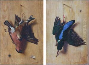 Kingfisher Suspended Against A Wall