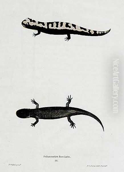 Nine Works Lizards - view 1