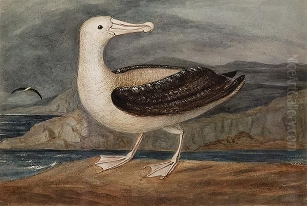 Albatross, Tristan D'acunha - view 1