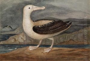 Albatross, Tristan D'acunha by Augustus Earle