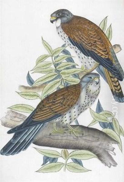 Two Kestrels On A Branch - view 1