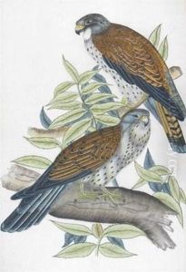 Two Kestrels On A Branch by Eastern School