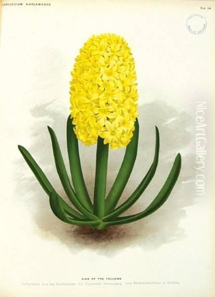 Hardy Bulbous Plants - view 1