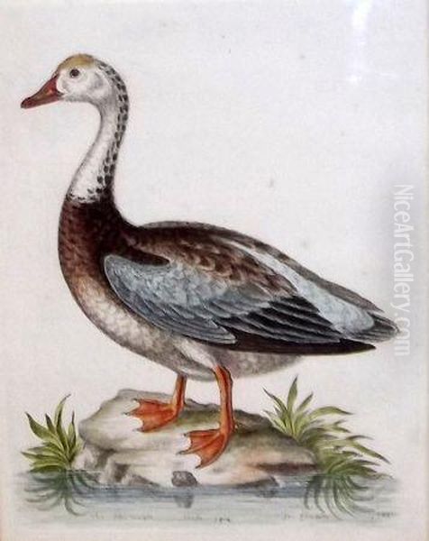 The Blue-winged Goose - view 1