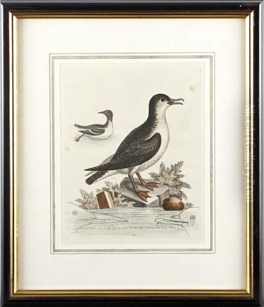 Birds - view 1