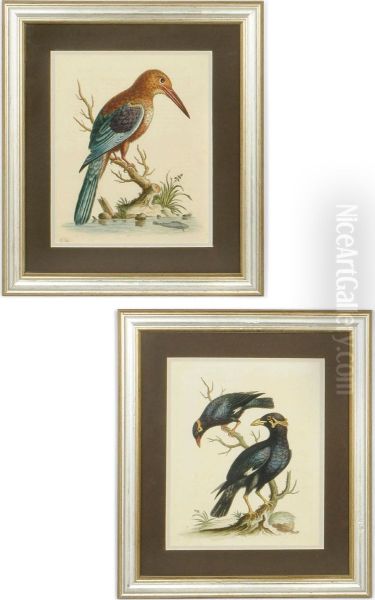 Birds - view 1