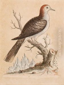 Dove From The East Indies Natural Lignes