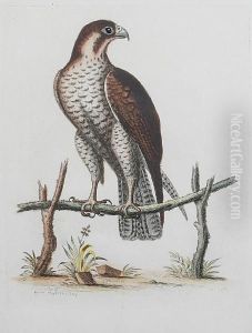 'anatural History Of Uncommon Birds' by George Edwards