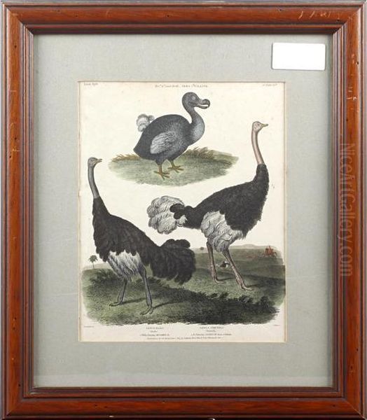 Dodo And Ostrich - view 1