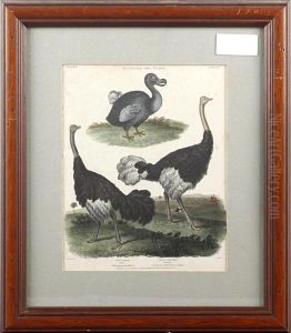 Dodo And Ostrich Dodo And Ostrich