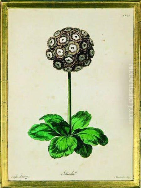 Auricula - view 1