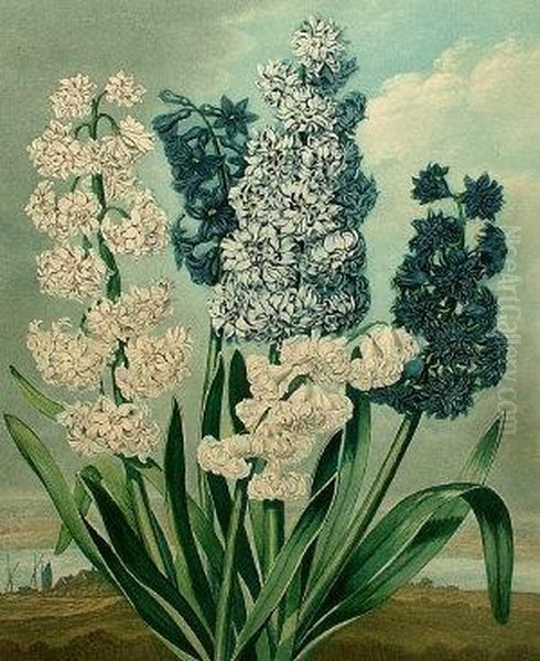 "hyacinths" - view 1