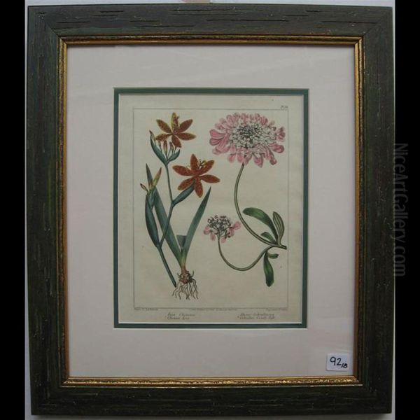 Botanical Studies - view 1