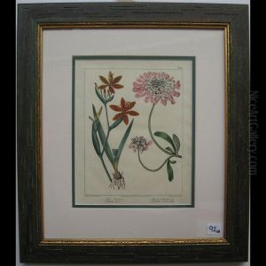 Botanical Studies by Sydenham Teast Edwards