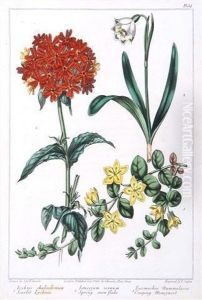 A Collection Of Eleven Hand Coloured Book Plates Of Flower Studies by Sydenham Teast Edwards