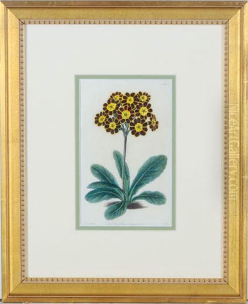 Botanicals - view 1