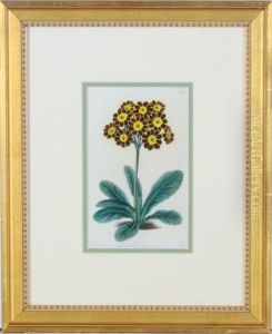 Botanicals by Sydenham Teast Edwards