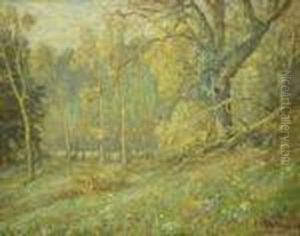 Awoodland Glade In Spring Awoodland Glade In Spring