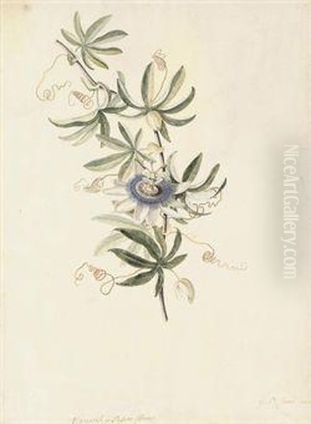 A Passion Flower - view 1