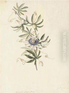 A Passion Flower by Georg Dionysius Ehret