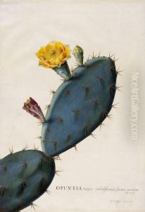 "opuntia Major Validissimis Spinis Munita. Inst. R. H." by Georg Dionysius Ehret