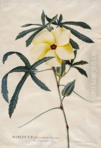 "hibiscus Folio Palmatodigitatis Septempartitis Linn" by Georg Dionysius Ehret