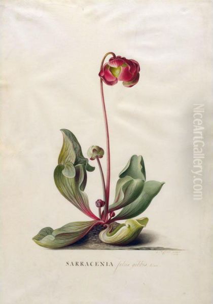 Sarracenia Foliis Gibbis. Linn - view 1