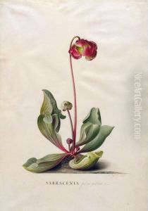 Sarracenia Foliis Gibbis. Linn by Georg Dionysius Ehret