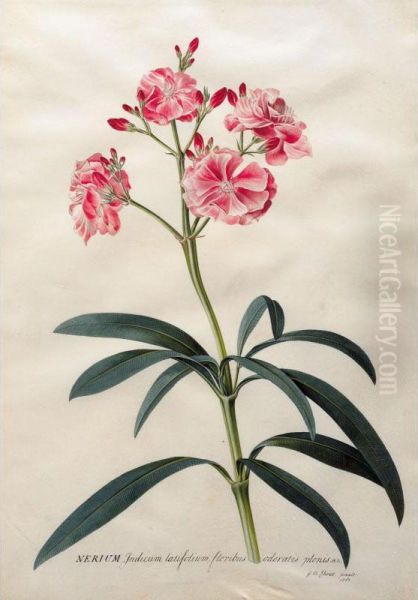 "nerium Indicum Latifolium Floribus Odoratis Plenis H.t." - view 1