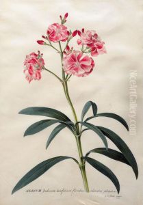 "nerium Indicum Latifolium Floribus Odoratis Plenis H.t." by Georg Dionysius Ehret
