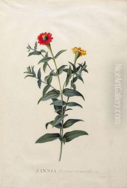 Zinnia Floribus Numerosis. Linn - view 1