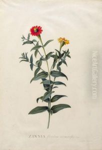 Zinnia Floribus Numerosis. Linn