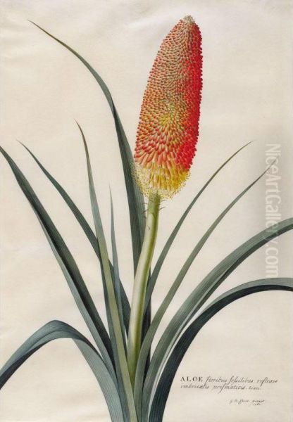 "aloe Floribus Sessilibus Reflexis Imbricatis Prismaticis. Linn." - view 1