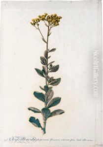 Chrysanthemoides