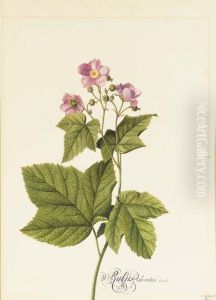 Rubus Odoratus by Georg Dionysius Ehret