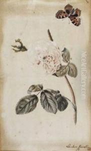 Blatt Mit Rose Und Schmetterling by Anton Einsle