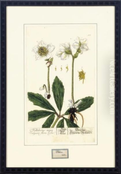 Herbarium Blackwellianum Emendatum Et Auctum: Six Plates - view 1
