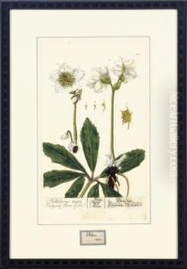 Herbarium Blackwellianum Emendatum Et Auctum: Six Plates by Nikolaus Friedrich Eisenberger