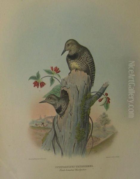 White Headed Woodpecker - view 1