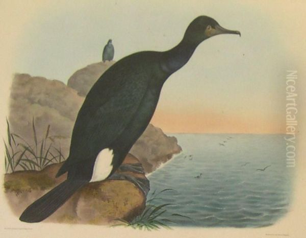 'baird's Cormorant' - view 1