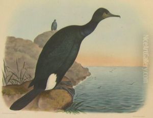 'baird's Cormorant'