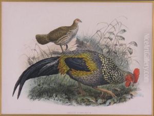 Gallus Sonneratii by Daniel Giraud Elliot