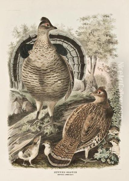 Ruffed Grouse / Bonasaumbellus. - view 1