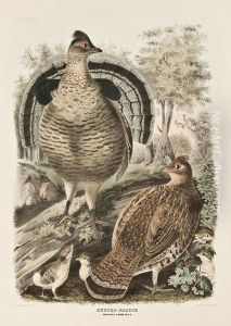 Ruffed Grouse / Bonasaumbellus. by Daniel Giraud Elliot
