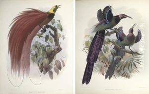 A Monograph Of The Paradiseidae, Or Birds Of Paradise by Daniel Giraud Elliot