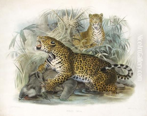 A Monograph Of The Felidae Of Family Of The Cats. - view 1