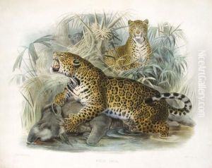 A Monograph Of The Felidae Of Family Of The Cats. by Daniel Giraud Elliot
