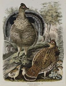 Ruffed Grouse And Common Ptarmigan: Two Plates by Daniel Giraud Elliot